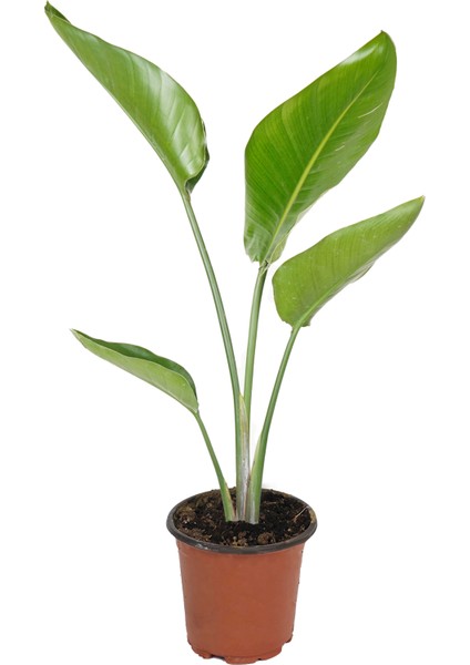 Starliçe - Cennet Kuşu Çiçeği – Strelitzia Reginae 12 cm Saksı (Çiçeksiz) fiyatları
