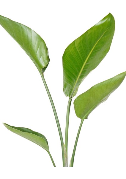 Starliçe - Cennet Kuşu Çiçeği – Strelitzia Reginae 12 cm Saksı (Çiçeksiz) modelleri