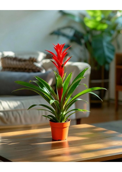 Guzmanya Ostara – Guzmania 12 cm Saksı
