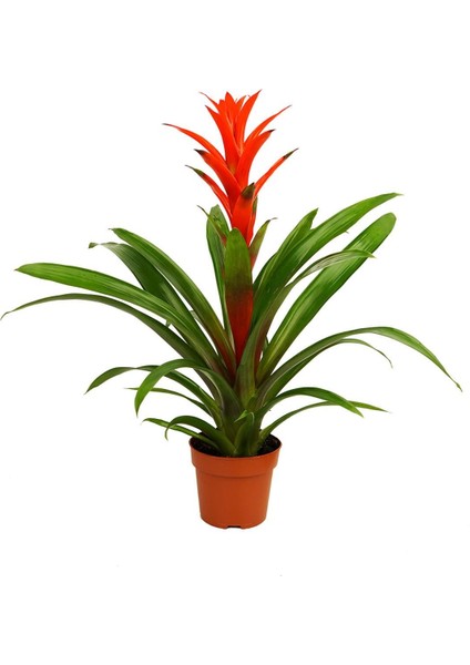 Guzmanya Ostara – Guzmania 12 cm Saksı fiyatları