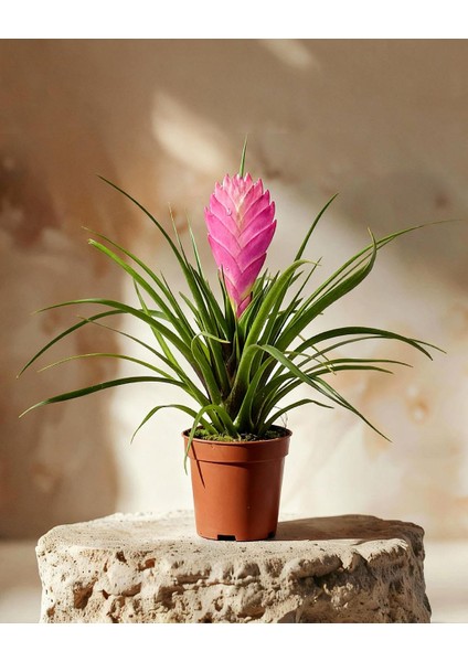 Hava Bitkisi – Tillandsia 8.5 cm Saksı