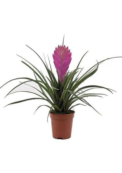 Hava Bitkisi – Tillandsia 8.5 cm Saksı fiyatları
