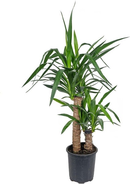 Yuka Bitkisi Çift Gövde – Yucca Elephantipes 30–60 cm
