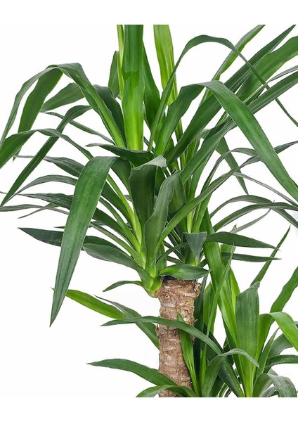 Yuka Bitkisi Çift Gövde – Yucca Elephantipes 30–60 cm fiyatları