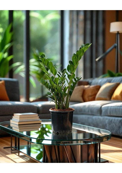 Zamia Bitkisi – Zamioculcas Zamiifolia 17 cm Saksı