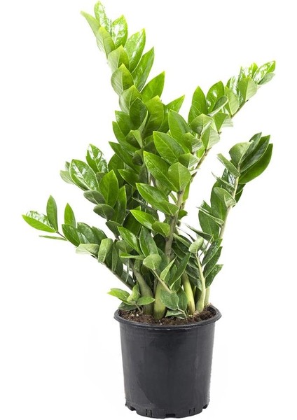 Zamia Bitkisi – Zamioculcas Zamiifolia 17 cm Saksı fiyatları