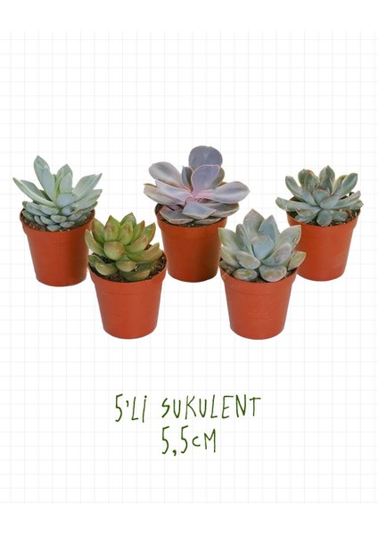 5'li Sukulent – Succulent Seti