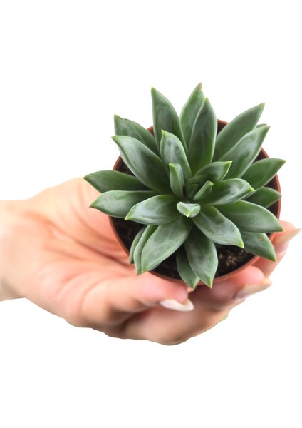 5'li Sukulent – Succulent Seti fiyatları