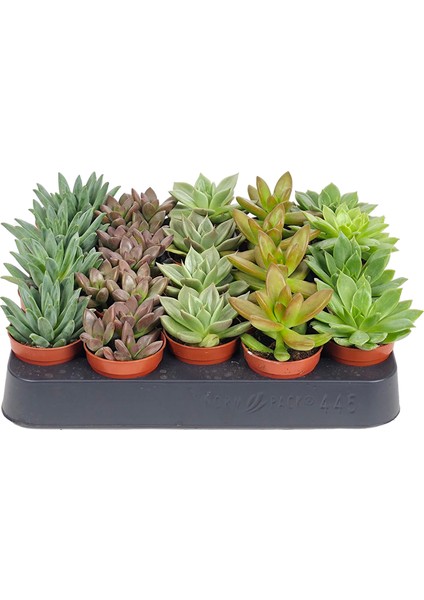 5'li Sukulent – Succulent Seti modelleri