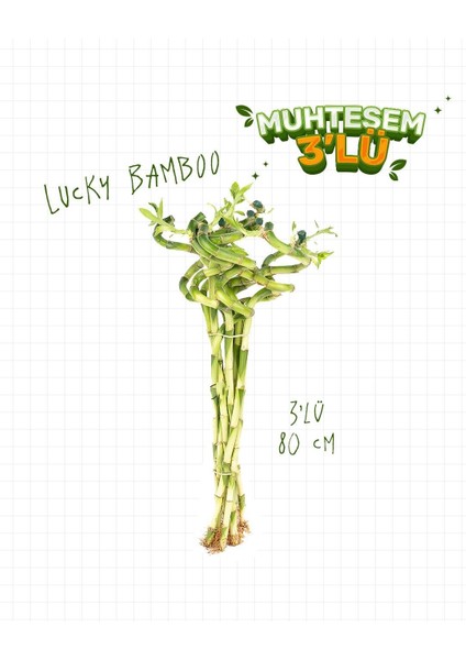 3'lü Set – Şans Bambusu – Lucky Bamboo 80 cm