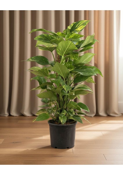 Salon Sarmaşığı – Epipremnum Aureum Sopalı 60 cm