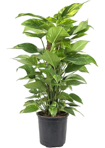 Salon Sarmaşığı – Epipremnum Aureum Sopalı 60 cm fiyatları