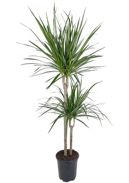 Dracena Marginata – Dracena Marginata – 30-60 Cm, 19 cm Saksı