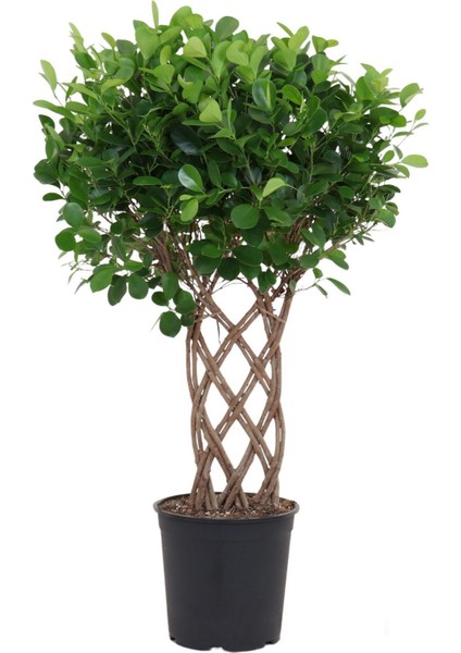 Ficus Maclome Braided Örgülü – Ficus Microcarpa Maclame Braided – 27 cm Saksı