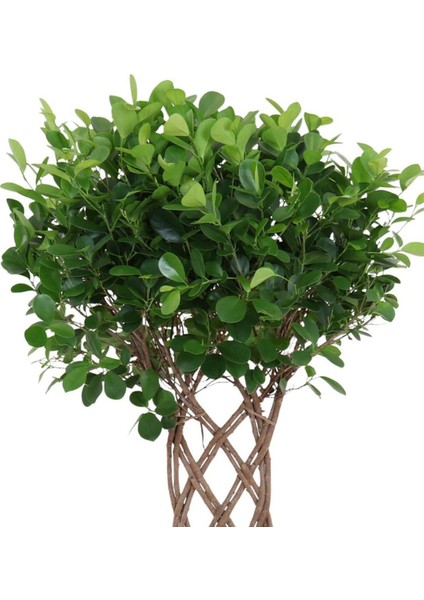 Ficus Maclome Braided Örgülü – Ficus Microcarpa Maclame Braided – 27 cm Saksı fiyatları