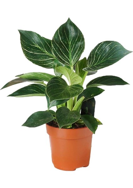 Filodendron Birkin – Philodendron Birkin – 12 cm Saksı