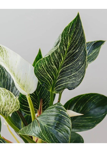 Filodendron Birkin – Philodendron Birkin – 12 cm Saksı fiyatları