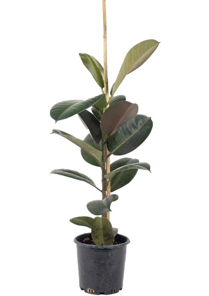 Kauçuk Bitkisi Tek Gövde – Ficus Elastica Robusta 17 cm Saksı