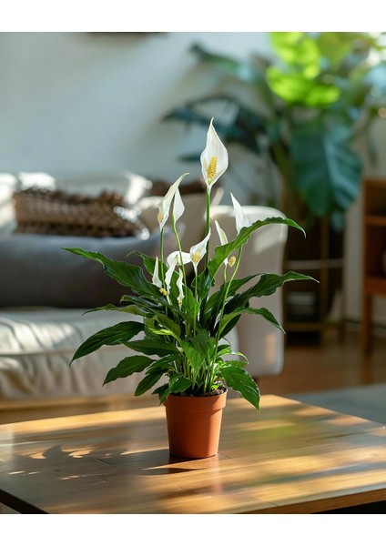 Barış Çiçeği – Spathiphyllum Wallisii 13 cm Saksı