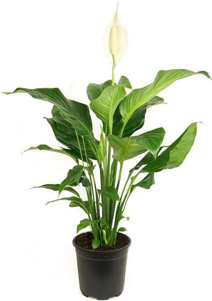 Barış Çiçeği – Spathiphyllum Wallisii 13 cm Saksı fiyatları