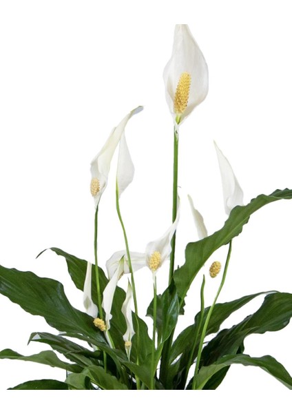 Barış Çiçeği – Spathiphyllum Wallisii 13 cm Saksı modelleri