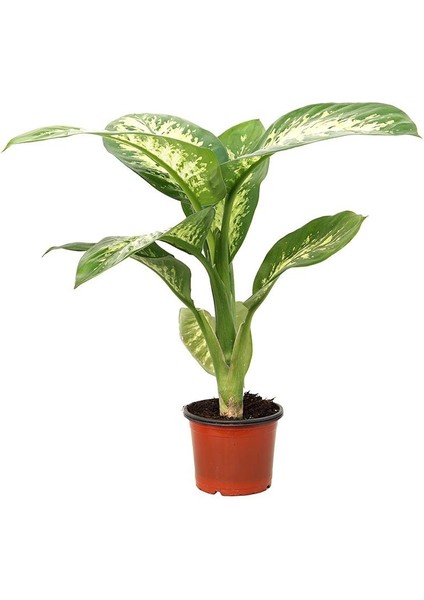 Difenbahya Tropic Snow – Dieffenbachia Tropic Snow – 12 cm Saksı