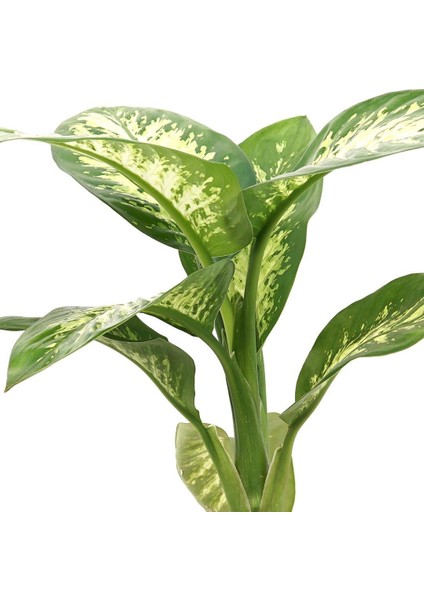 Difenbahya Tropic Snow – Dieffenbachia Tropic Snow – 12 cm Saksı fiyatları