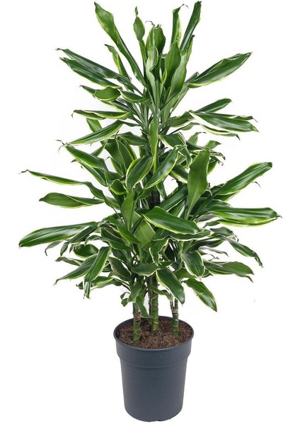 Dracena Golden Coast – Dracaena Fragrans Golden Coast