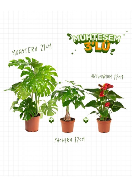 3'lü Set – Monstera 21 cm – Pachira 3 Gövdeli 12 cm – Anthurium 12 cm