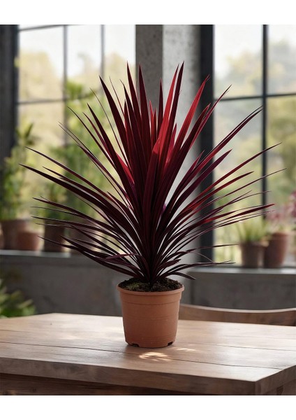 Kordilin Bitkisi – Cordyline Red Star