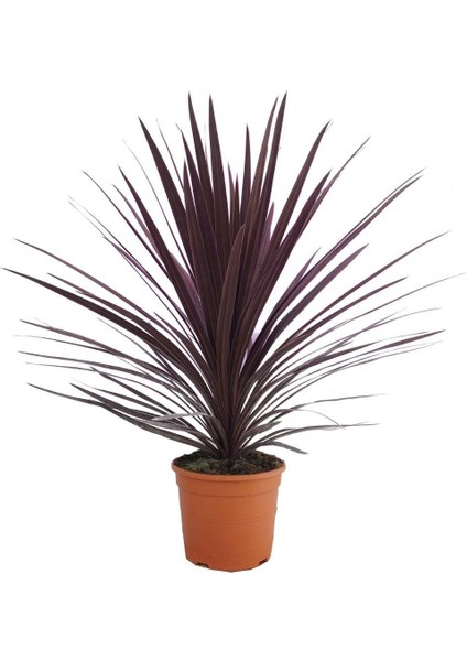Kordilin Bitkisi – Cordyline Red Star fiyatları