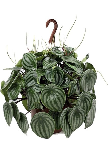 Karpuz Peperomia – Peperomia Argyreia (Watermelon) 16 cm Saksı