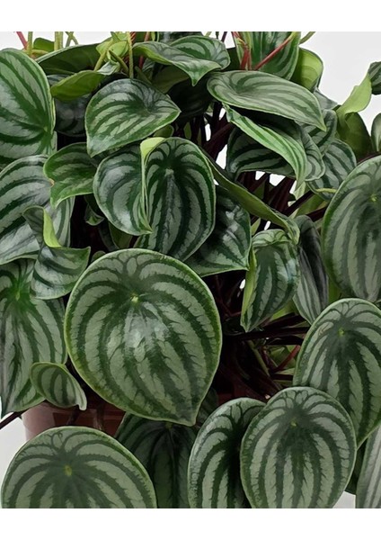 Karpuz Peperomia – Peperomia Argyreia (Watermelon) 16 cm Saksı fiyatları