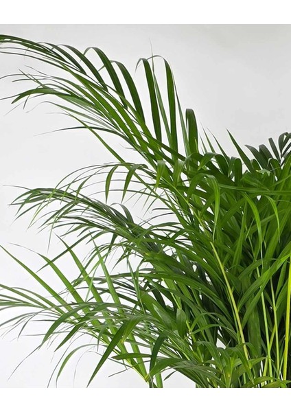 Areka Palmiyesi – Dypsis Lutescens 17 cm Saksı fiyatları