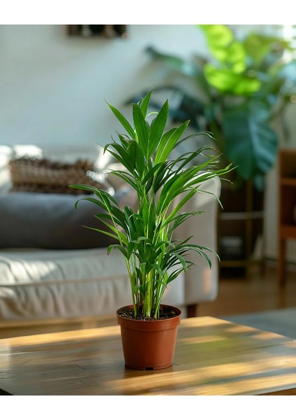 Salon Hurması – Chamaedorea Elegans 9 cm Saksı