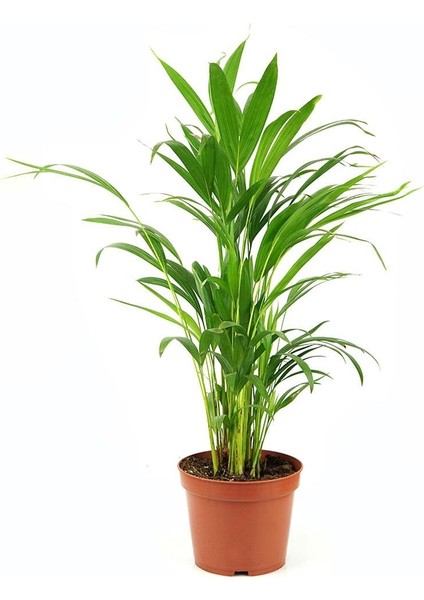 Salon Hurması – Chamaedorea Elegans 9 cm Saksı fiyatları