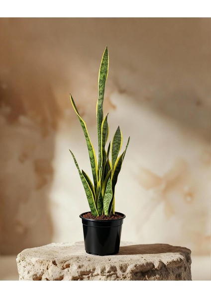 Paşa Kılıcı – Sansevieria Laurentii Spp 21 cm