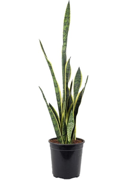 Paşa Kılıcı – Sansevieria Laurentii Spp 21 cm fiyatları