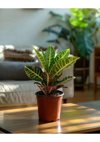 Croton Petra – Kraton Bitkisi 12 cm Saksı