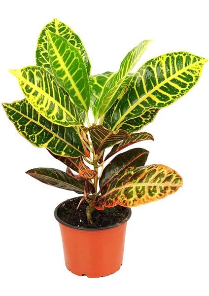 Croton Petra – Kraton Bitkisi 12 cm Saksı fiyatları