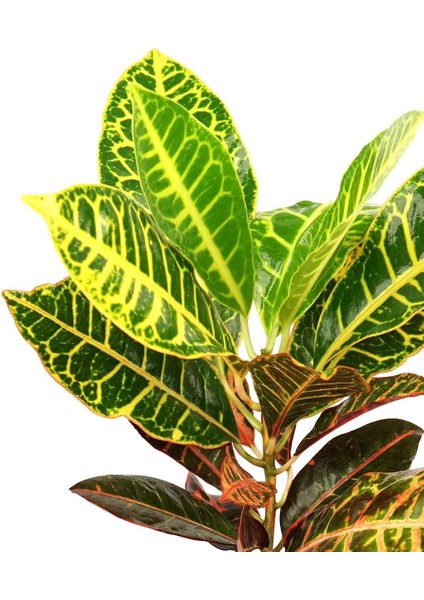 Croton Petra – Kraton Bitkisi 12 cm Saksı modelleri