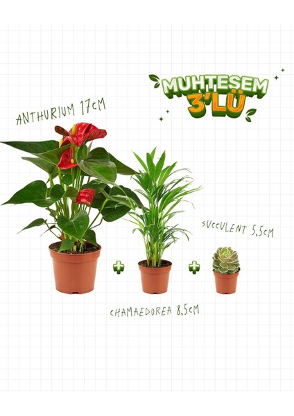 3'Lü Set - Anthurium 17 cm -Chamaedorea 8,5 cm - Succulent 5,5 cm