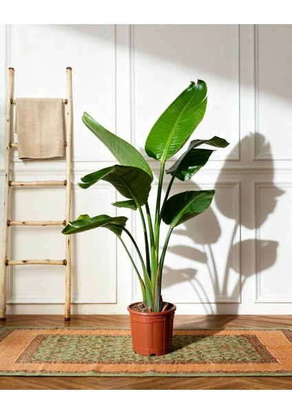 Starliçe (Cennet Kuşu Çiçeği) – Strelitzia Nicolai – Çift Gövdeli, 19 cm Saksı