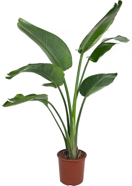 Starliçe (Cennet Kuşu Çiçeği) – Strelitzia Nicolai – Çift Gövdeli, 19 cm Saksı fiyatları