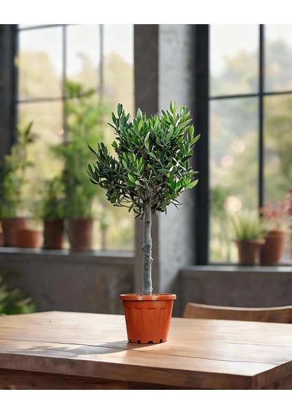 Zeytin – Olea europaea – 12 cm Saksı