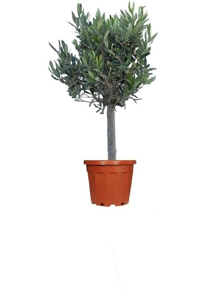Zeytin – Olea europaea – 12 cm Saksı fiyatları