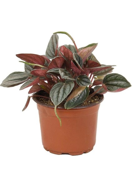 Peperomiya Rosso – Peperomia Rosso– 12 cm Saksı