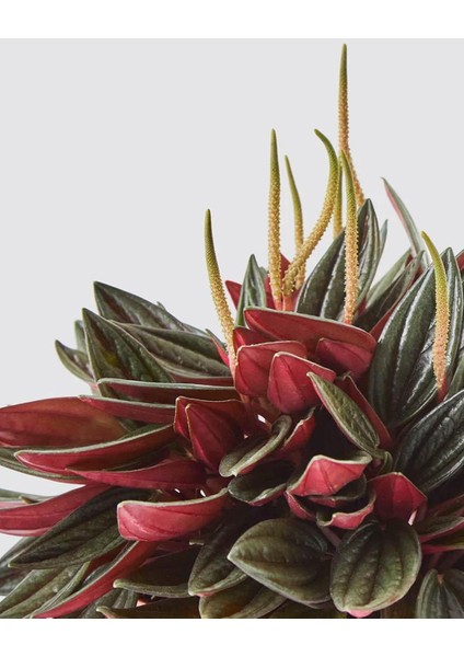 Peperomiya Rosso – Peperomia Rosso– 12 cm Saksı fiyatları