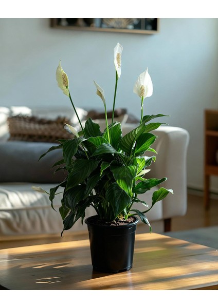 Barış Çiçeği – Spathiphyllum Wallisii 17 cm Saksı
