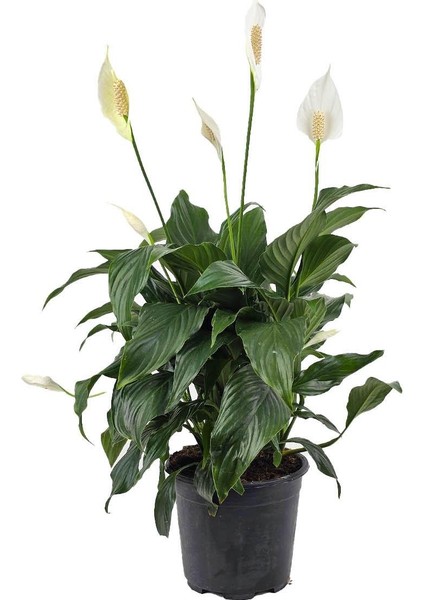 Barış Çiçeği – Spathiphyllum Wallisii 17 cm Saksı fiyatları